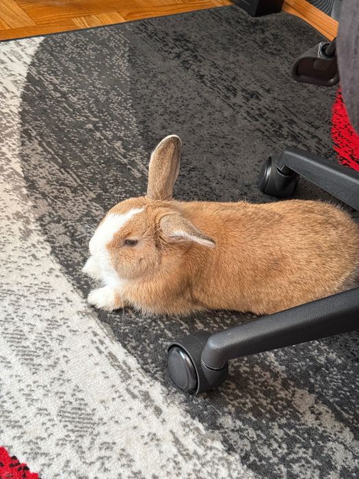 Królik miniaturka Mini Lop