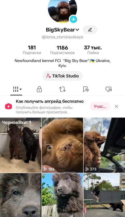 Ньюфаундленд.Коричневый.FCI-КСУ.