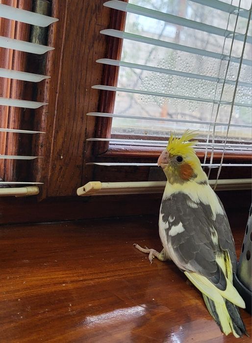 Продам,самовывоз