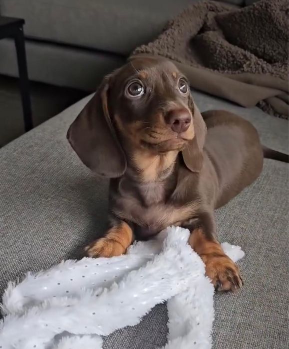 Teckel Miniatura Chocolate