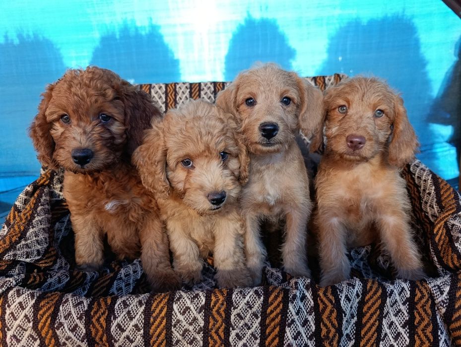 Śliczna suczka Goldendoodle mini