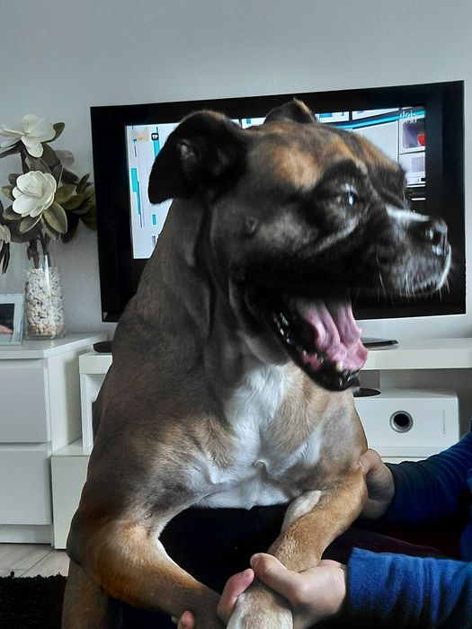 Bessy- cadela de porte médio para adoção (boxer)