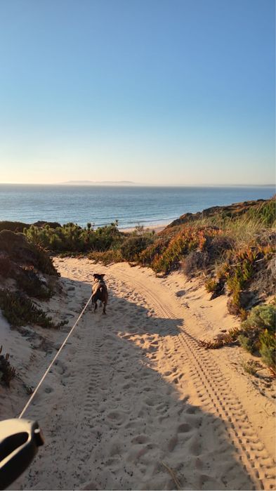 Petsitting em Oeiras / Fico com o seu patudo nas férias