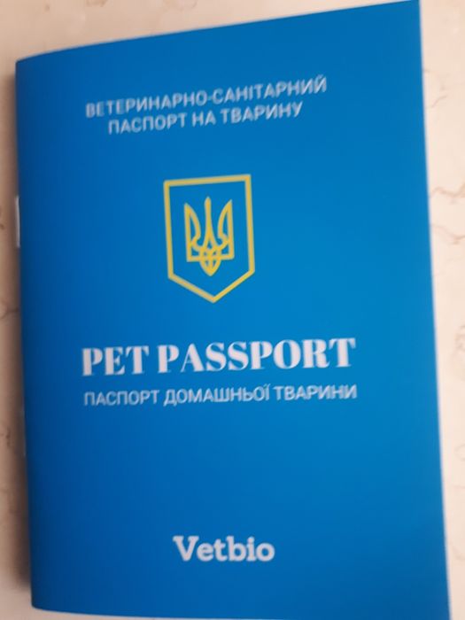 Кіт, Кот Мейн кун в'язка