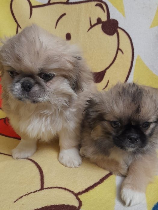 Продамо пекінесів