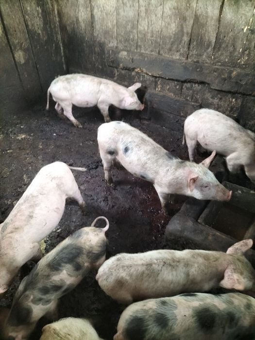 Porcos ,leitões .