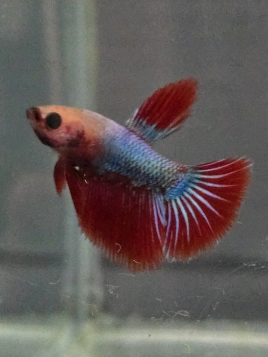 Tenho varios peixes bettas varias cores  com muita qualidade..