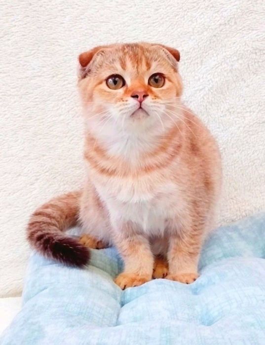 Красунчик фолдик золота шиншила хлопчик