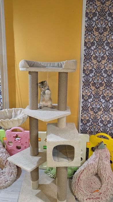 Котик  золота шиншила! Київ, Бориспіль, або відправлю в інше місто