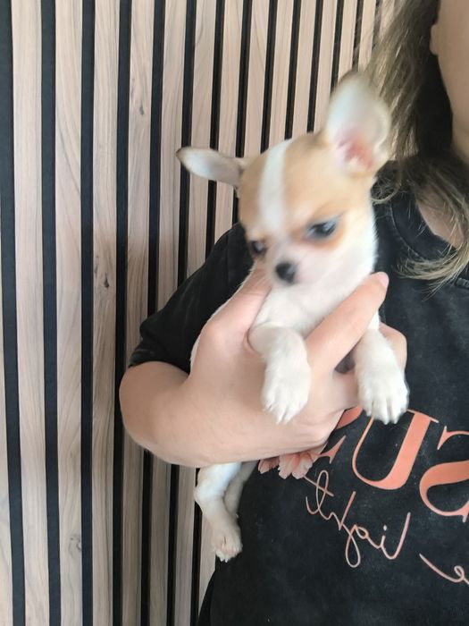 Chihuahua. Menino Mini branco e castanho.Cabeça de Maçã.Perfeito!