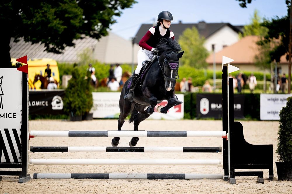 Ogier Walijski sekcji D Welsh Cob
