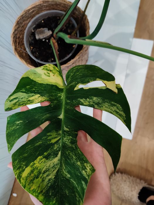 Monstera aurea grande