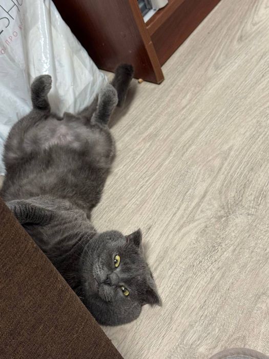 Кошенята породи Scottish fold  (шотландці висловухі)