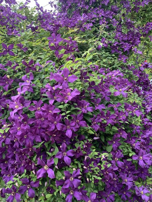 Продам клематис Мефістофель