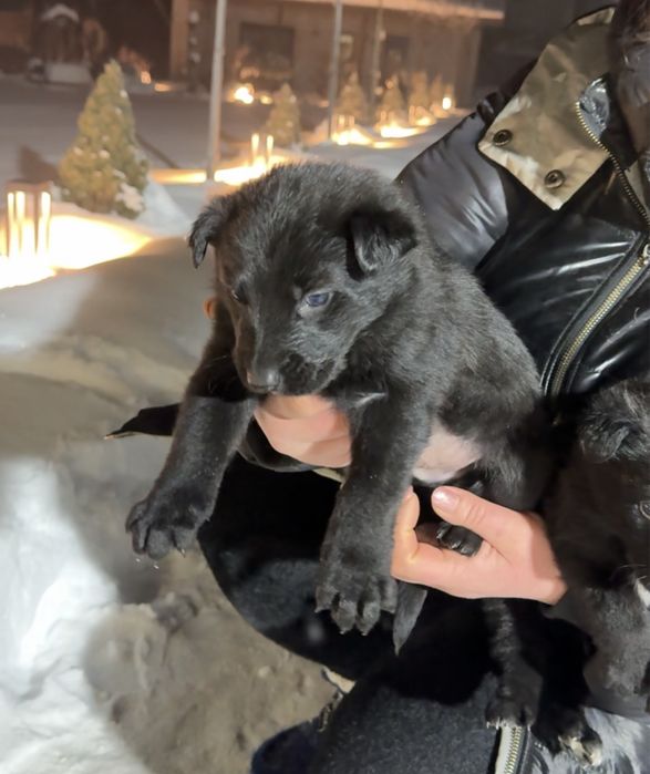 цуценя німецька вівчарка