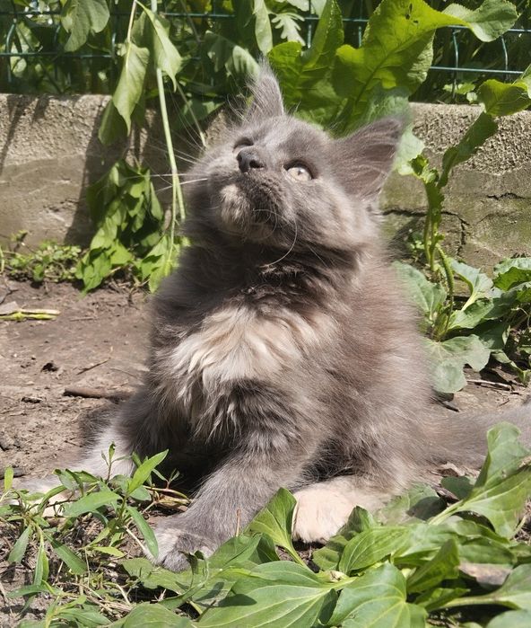 Ніжна принцеса шукає собі королівство
