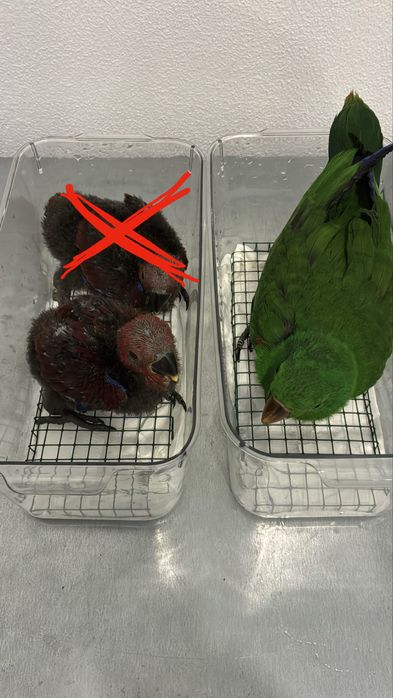 Casal de Papagaios Ecletus