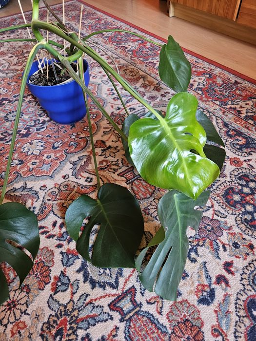 Monstera ok 60cm