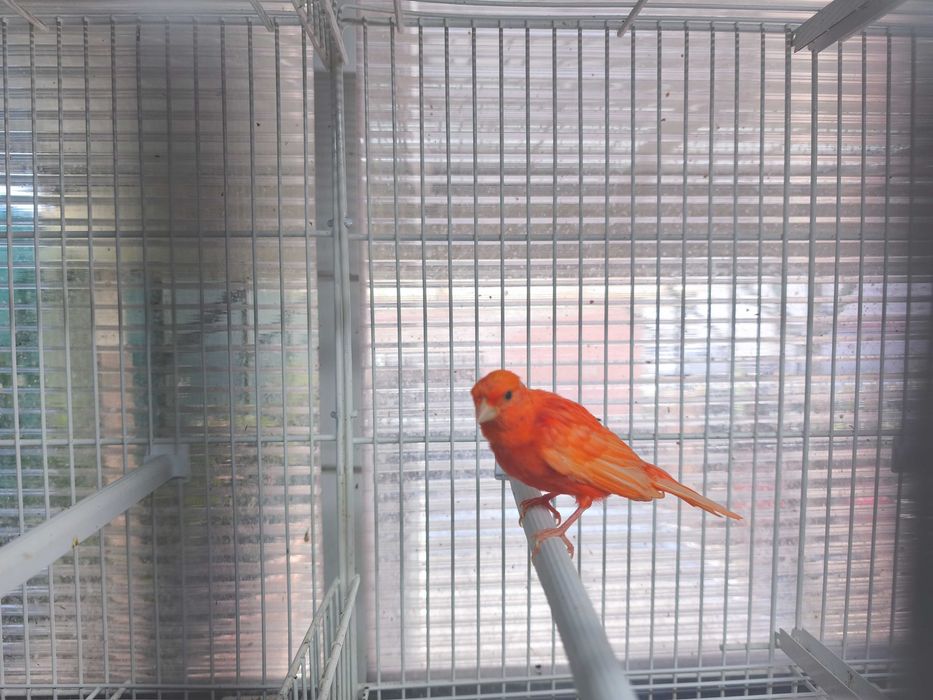Canario Vermelho Macho de 2026