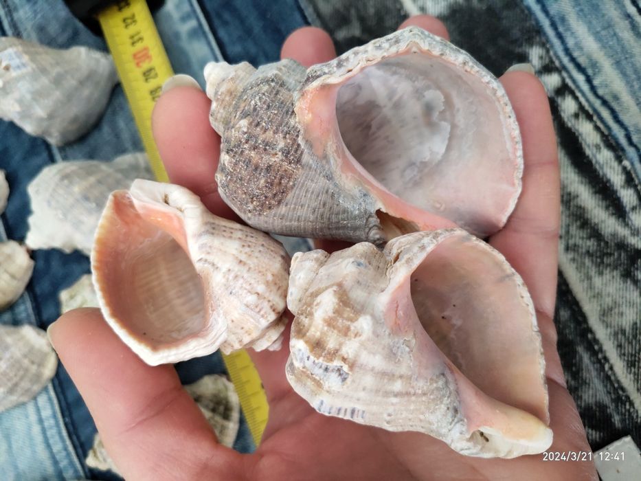 Ракушки,   рапаны