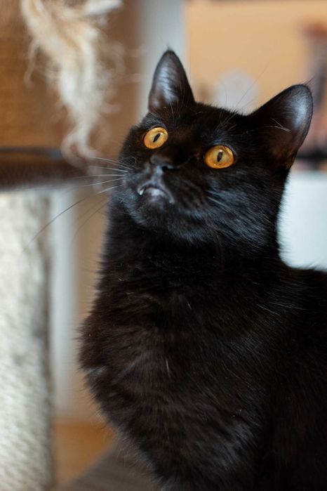 Czarny, puszysty, bardzo proludzki kocurek do adopcji za darmo