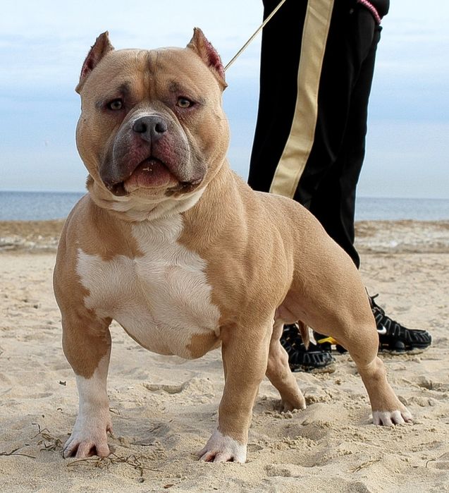 American Bully POCKET / MICRO po Championie ABKC
