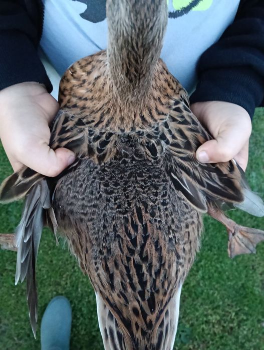 Kaczki call duck
