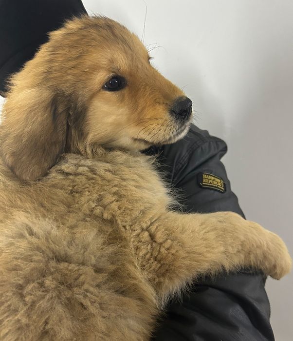 Suczka do adopcji LADY