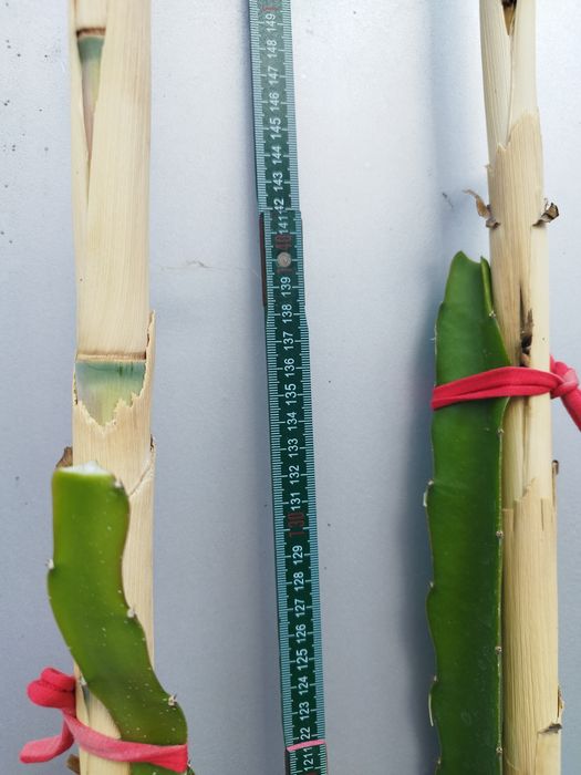 Pitaya para plantar com boa raíz