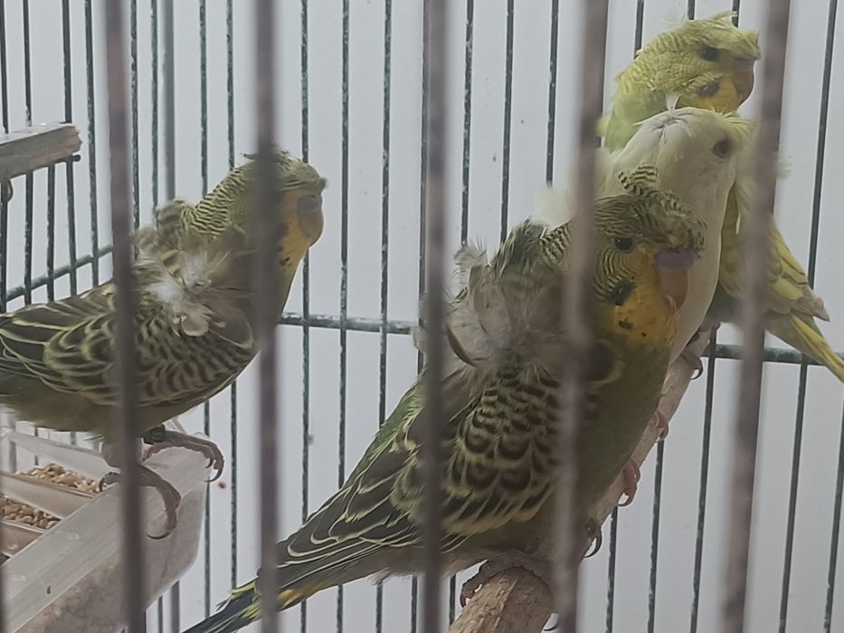 Tenho vários agapórnis roseicollis e periquitos hagoromos para cedência