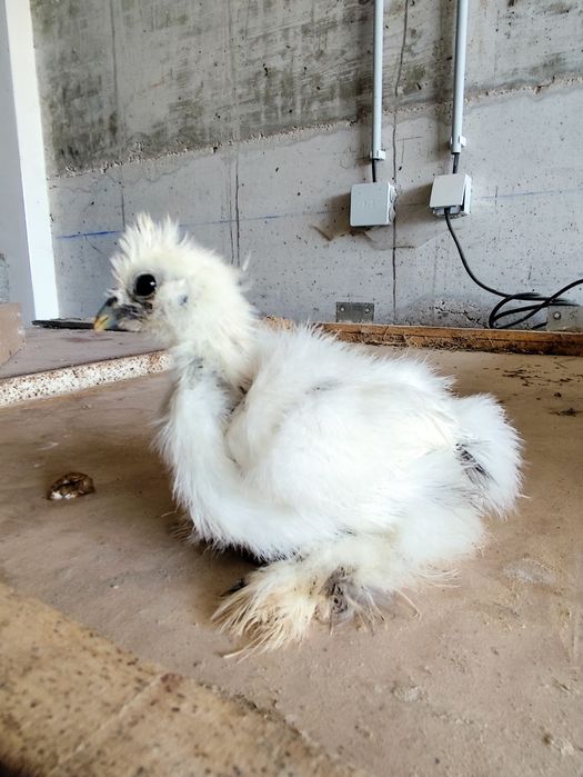 Pavões, Faisões e Sedosas do Japão