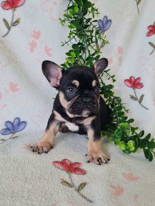Excelente Bulldog/Bouledogue Francês de Qualidade