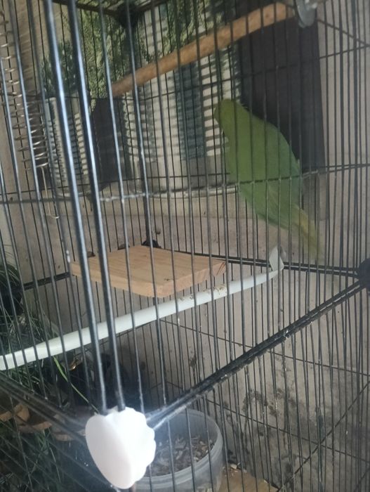 ring neck com gaiola