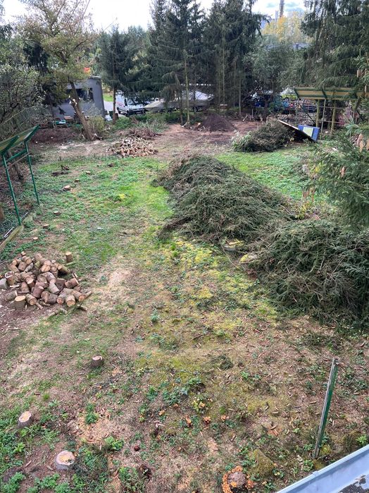 Świerki Choinki Gałęzie po Świerkach Oddam