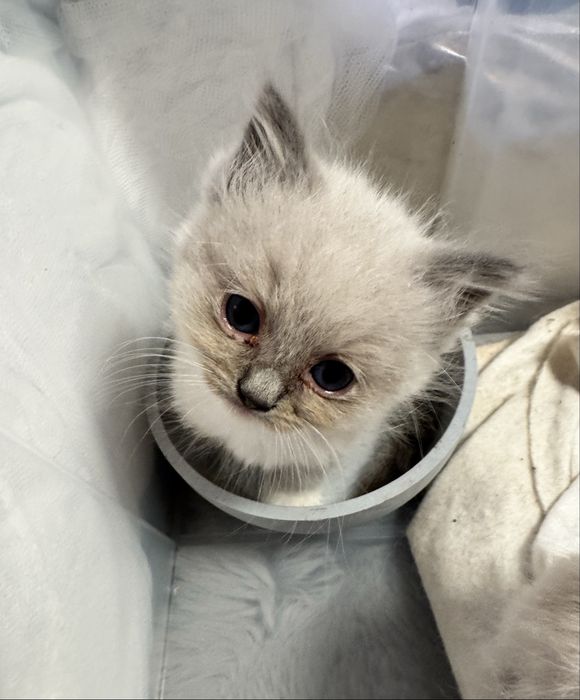 Kocur Ragdoll Blue Bicolor "Gucci" do odbioru za 3 tyg