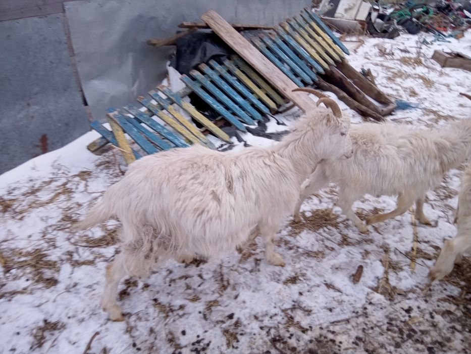 Кози ламанчі та зааненки один рік кітні. Та козенята два місяці