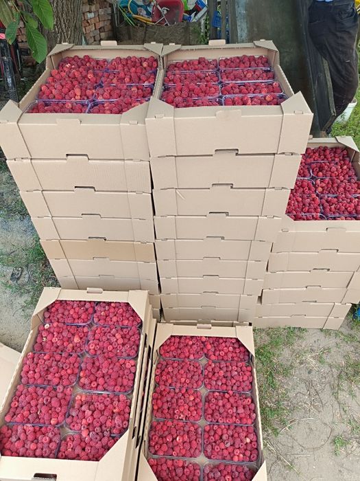 Саджанці малини Еріка