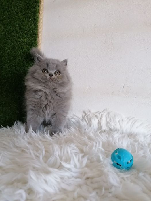 Macho British Longhair (pelo longo)