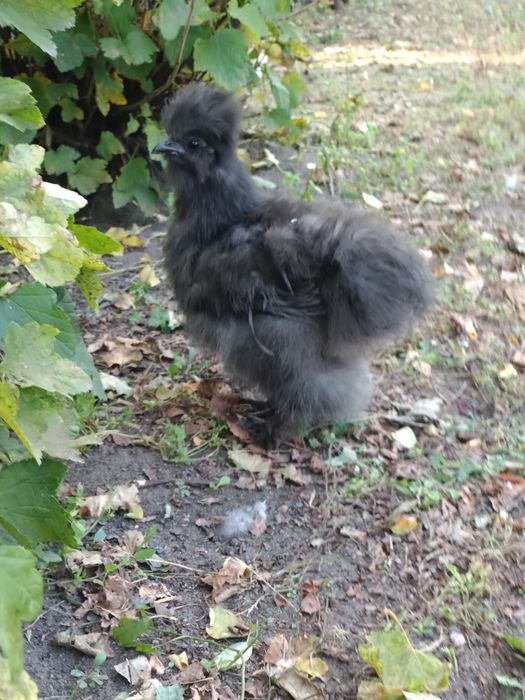 silka jedwabista  kura  kury silki