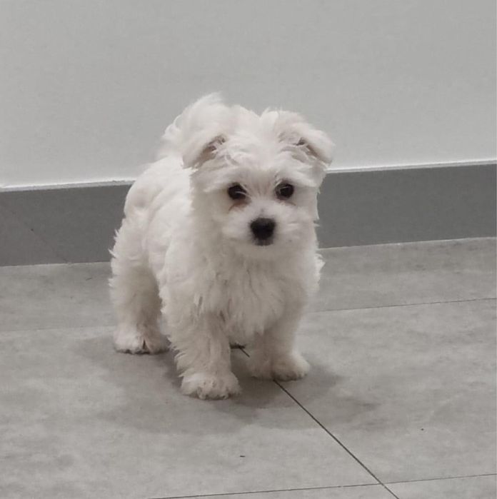 Maltańczyk szczeniaki pieski