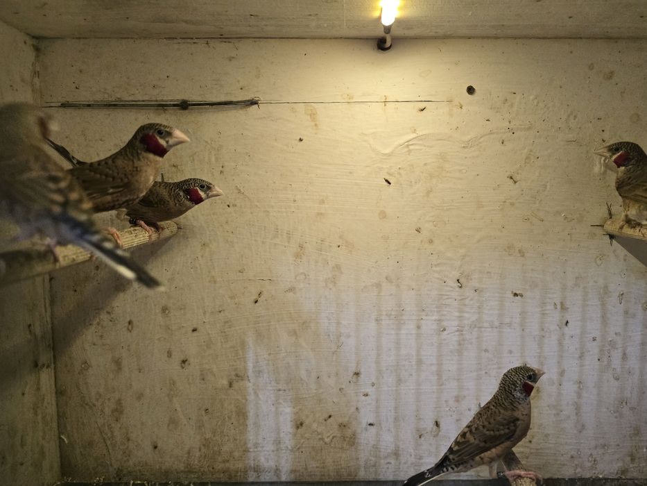 Amadyna obrożna, samce.