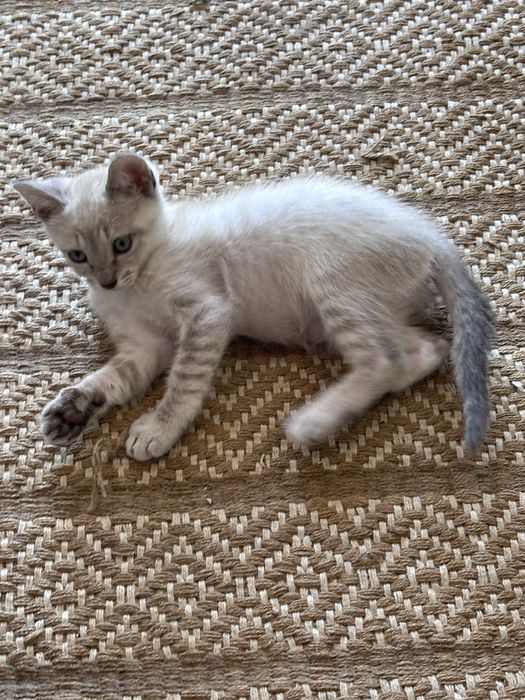 Gatinhos para adopção - procuram nova familia :)