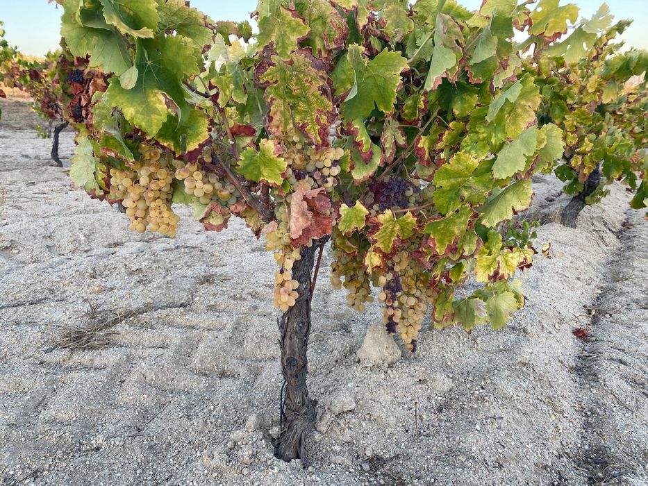 Uvas para vinho
