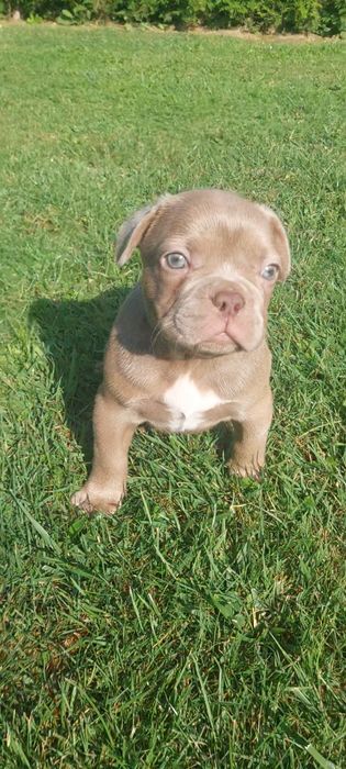 Buldog Francuski Isabella