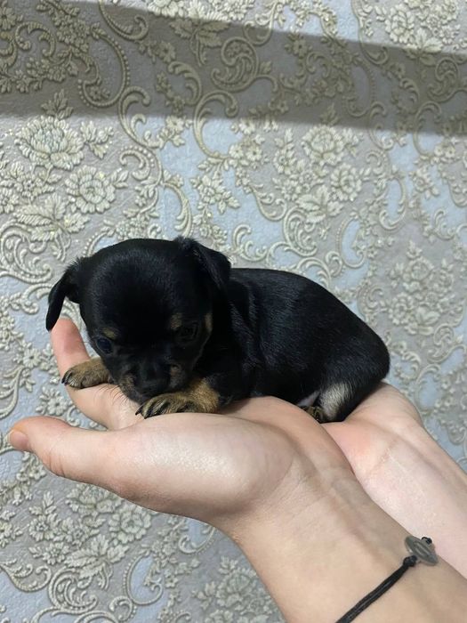 Чихуахуа цуценята