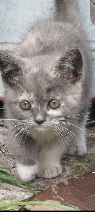 Продам шотландських прямовухих кошенят (1 місяць)