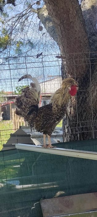 Aves várias para venda, faisões, patos mudos, gansos badoca, fracas, c