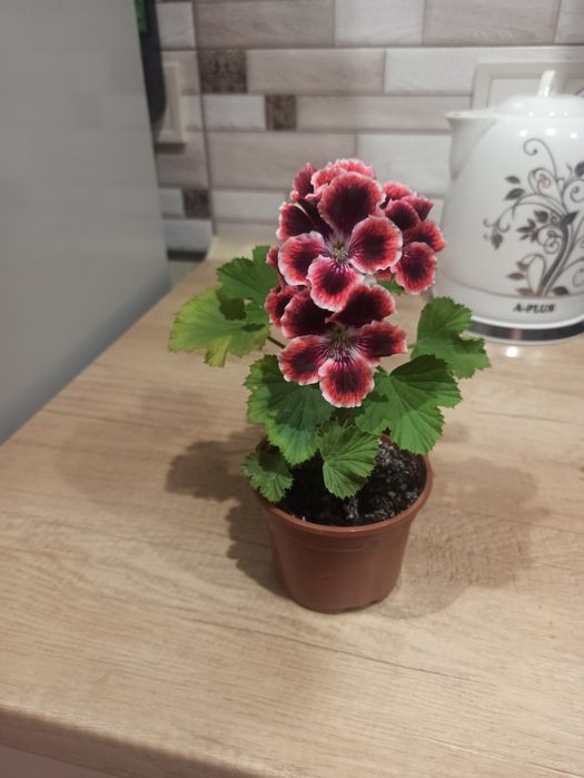 Пеларгонія королівська