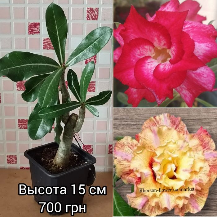 Адениум мультипрививка Taiwan Peony+Moran
