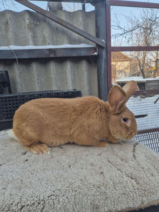 Бургундія (Бургундська порода кроликів)